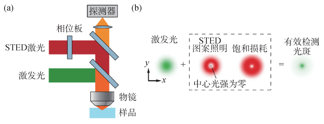 hell教授於1994年提出,它採用點掃描的方式成像,將激發光(圖3(a)綠色