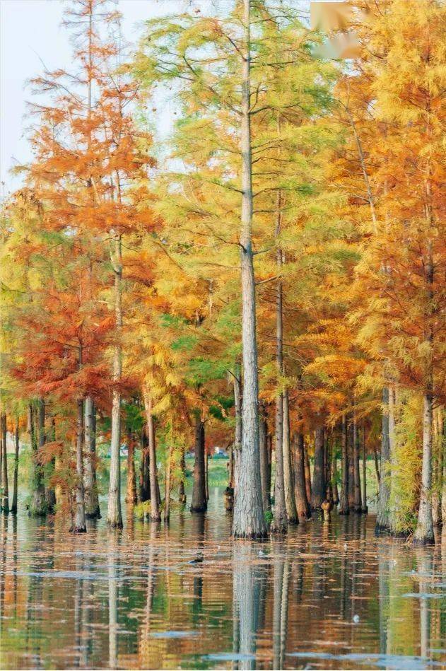 山水杉林东湖山公园里的水杉在暖阳的照耀下美不胜收湖边的水杉长廊