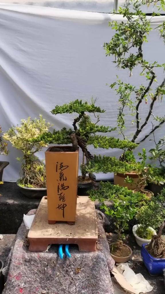 新西兰 珍珠地柏 盆景 绿植