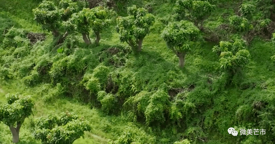 防治微甘菊 保护生态环境安全和生物多样性_传播_绿色植物_种子