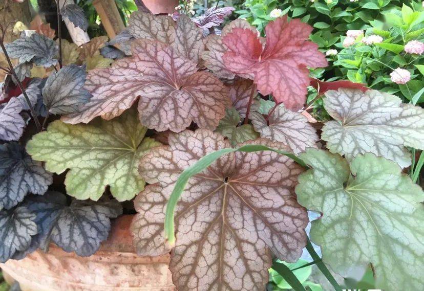 这4种彩叶植物,颜值比花高,耐阴好养特省心!_水果_开花_叶子