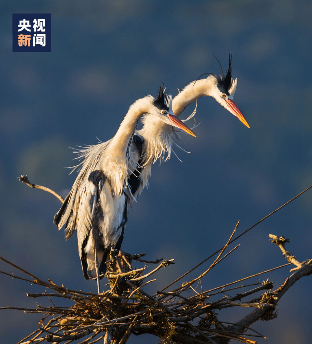 是时候去一趟鄱(pó)阳湖了_鄱阳湖_候鸟_白鹤