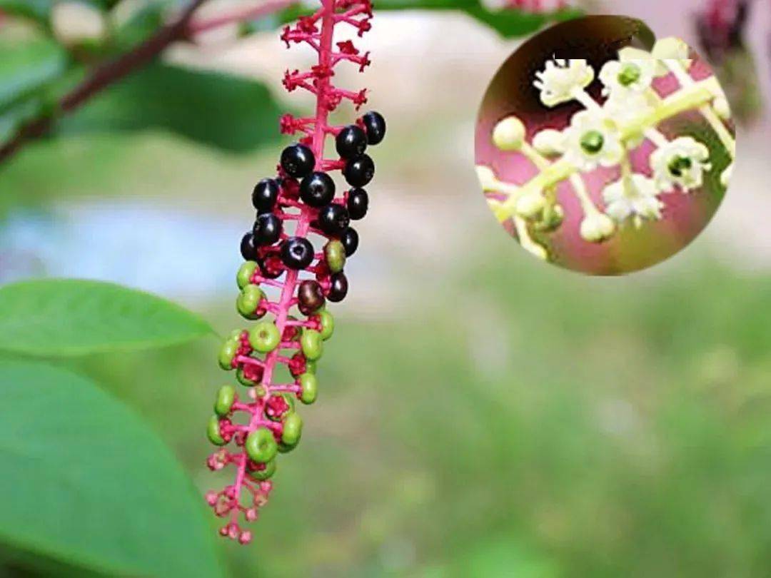 严重可致死!_商陆_张婧_植物
