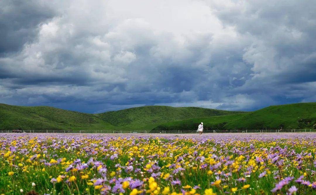 "少不入川,老不出蜀".四川,一个来了就不想走的地方_雪峰_云海_大自然