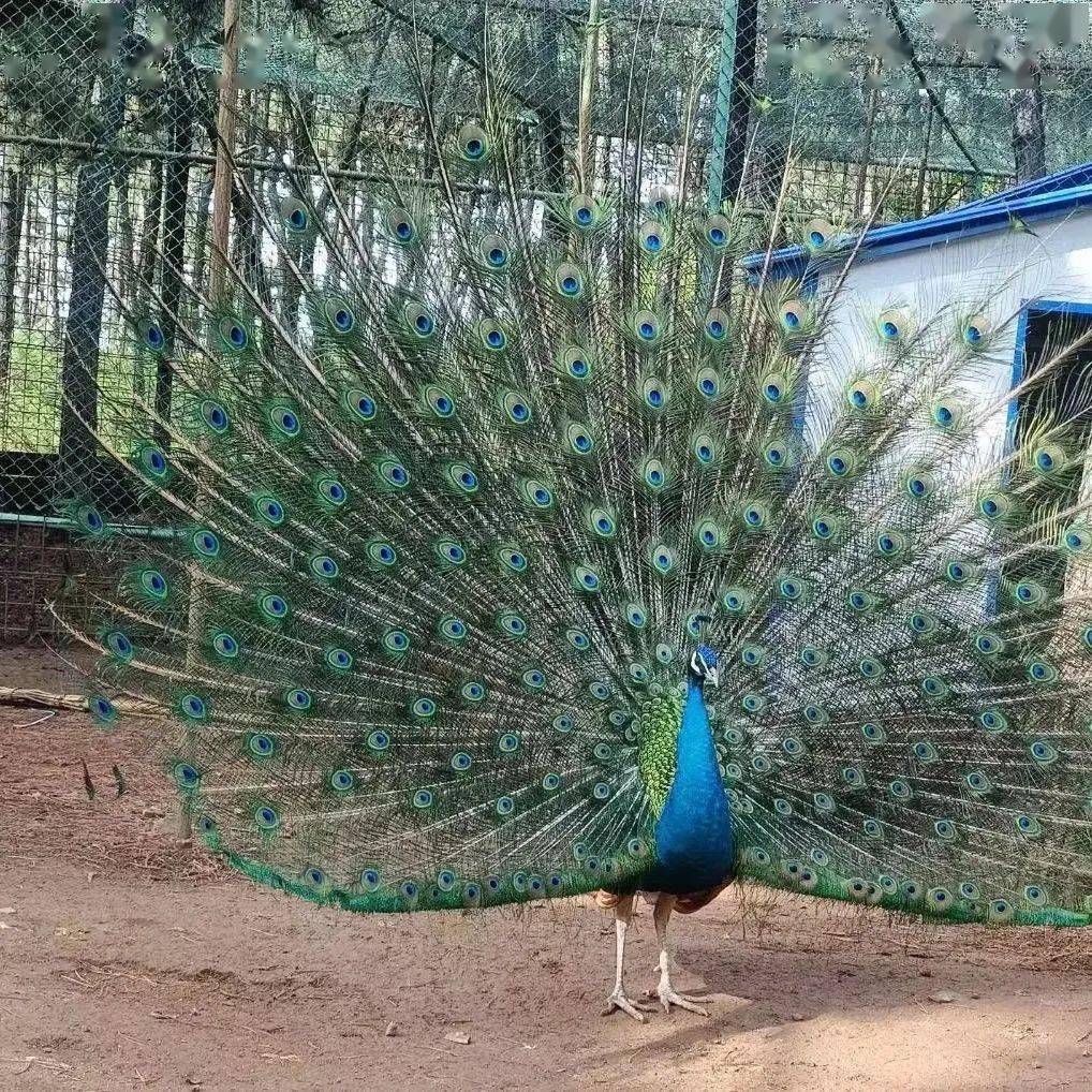 长治动物园搬至老爷山景区啦_旅游_游客_发展
