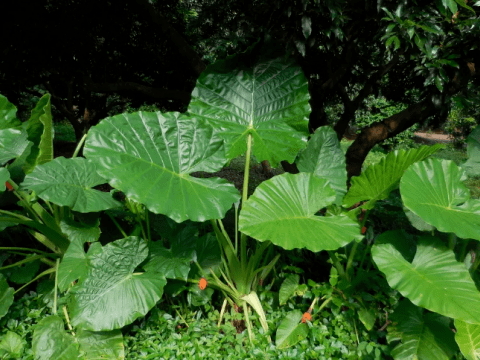 勿把滴水观音当成东南菜广菜食用