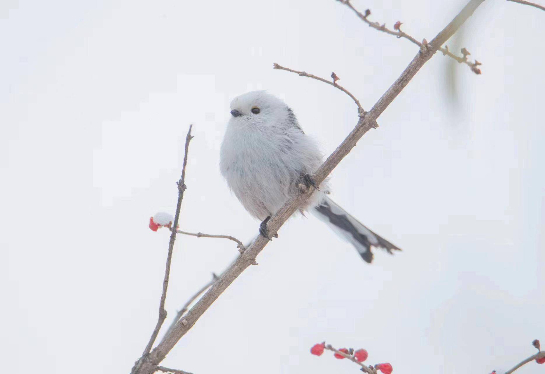 网红萌鸟"小肥啾"今冬现身北京