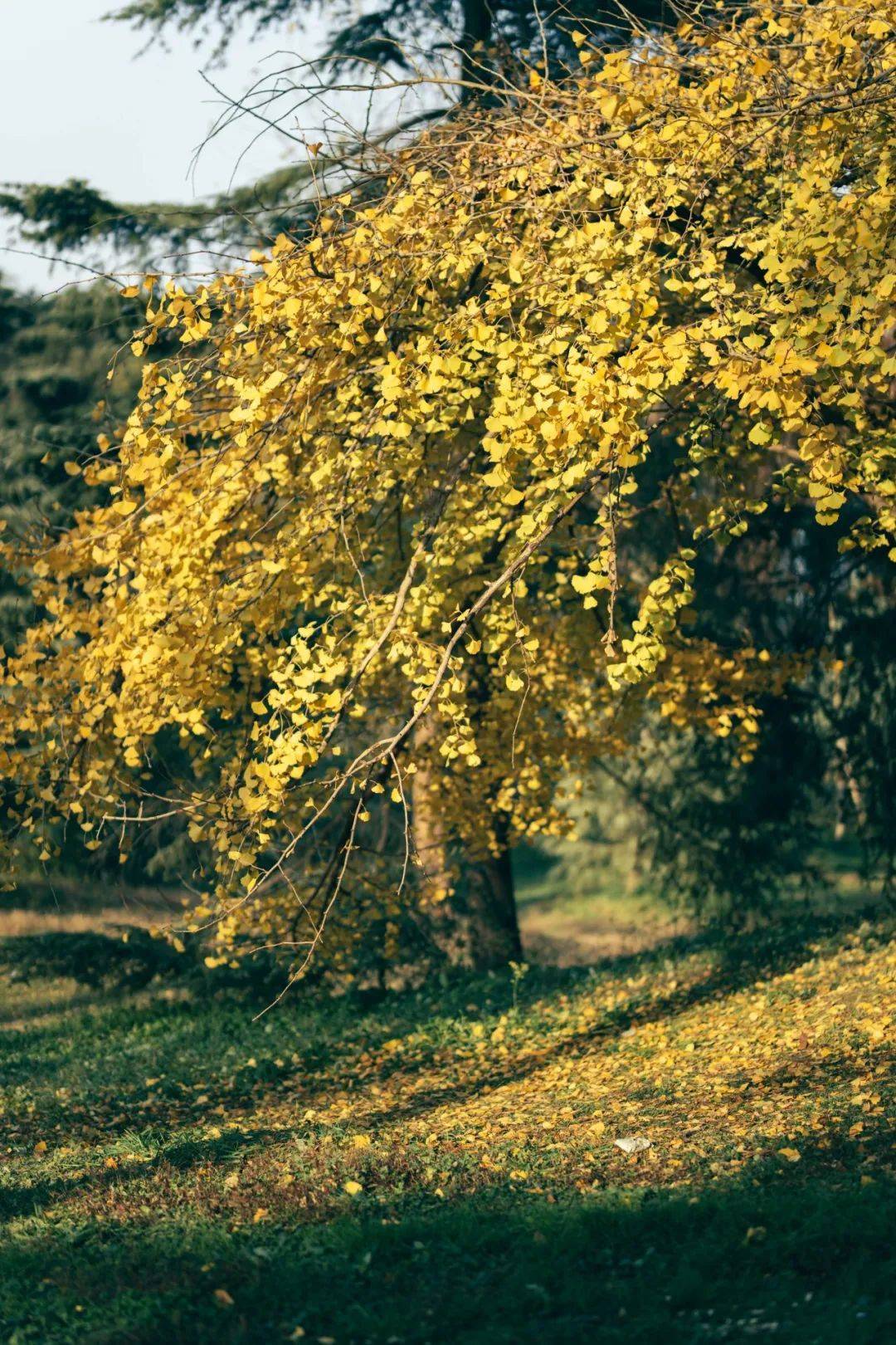 上海一週區情:紅葉楓林浸染初冬申城 老弄堂華麗變身