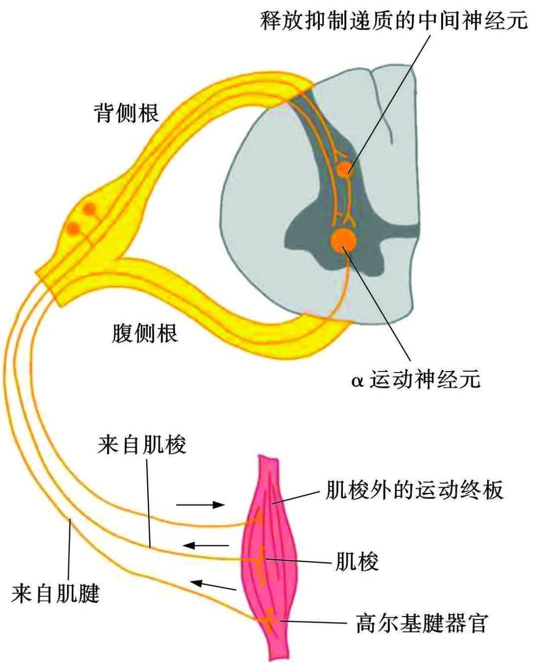 肌梭和梭内肌的关系图片