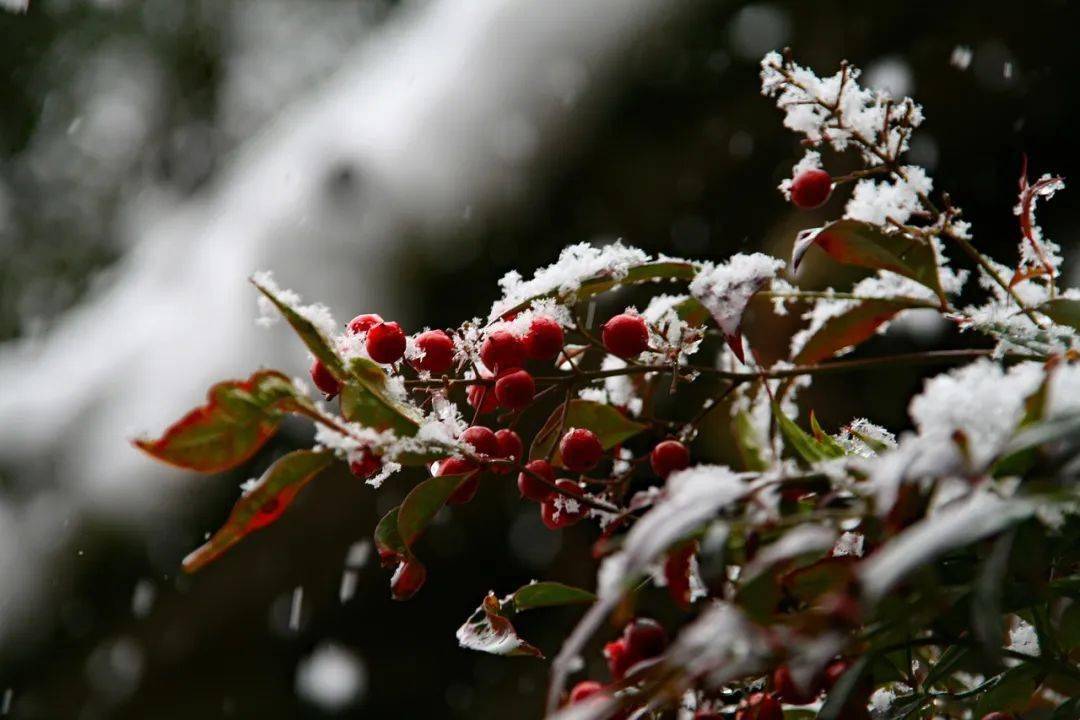 詩詞丨一片飛來一片寒,雪落成詩心溫暖_大雪_時光_歲月