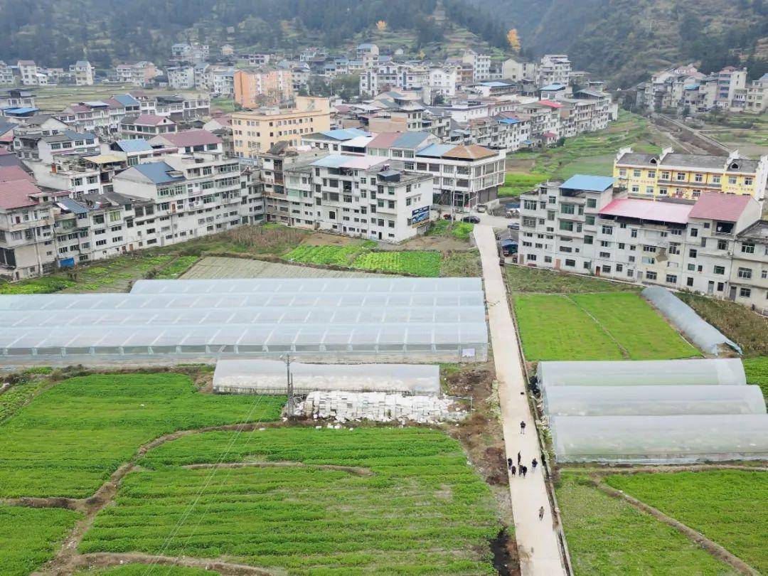 黄平县上塘镇:"订单"育苗规模化 乡村振兴产业旺