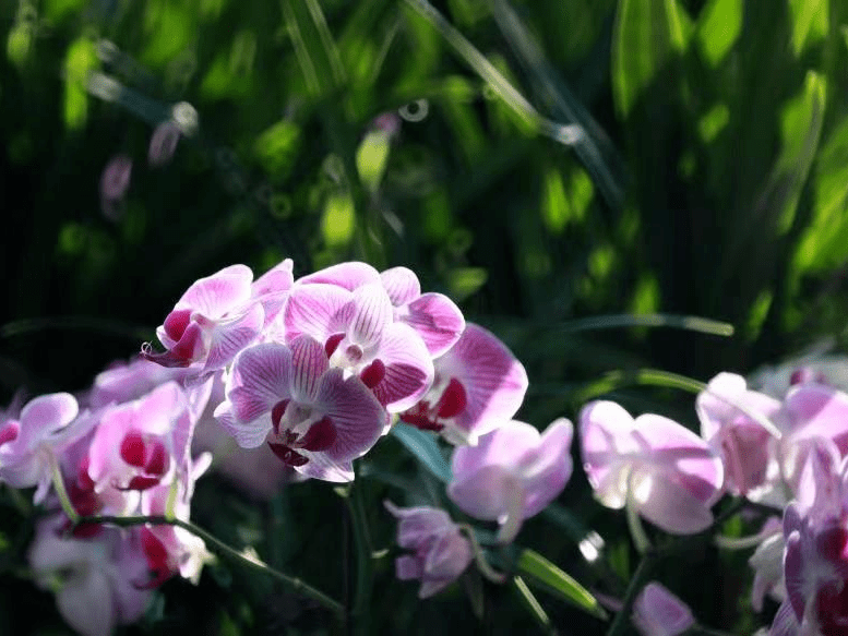 丁華明_美食_審核