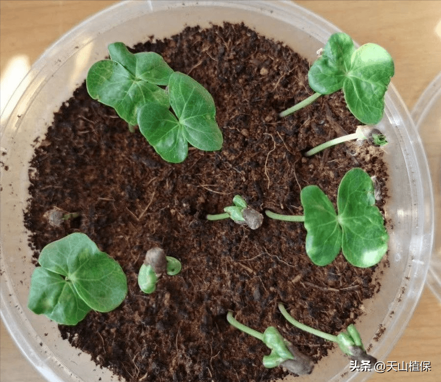 了解棉花大小苗产生的原因?点击看分析!_质量_种子_一致