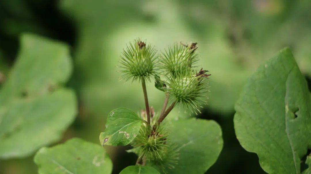 16,牛蒡子圖片:冬凌草本品為唇形科植物薄荷mentha haplocalyx briq.