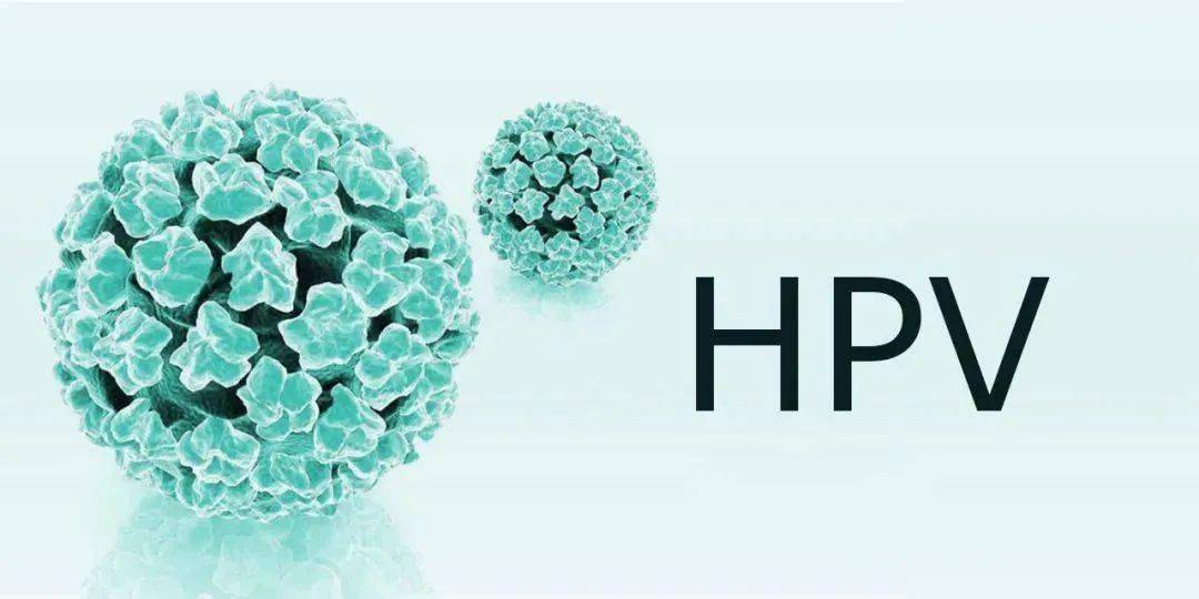 (3)黏膜低危型:如hpv-6,11,13,32,34,40,42,43,44,54等與感染生殖器