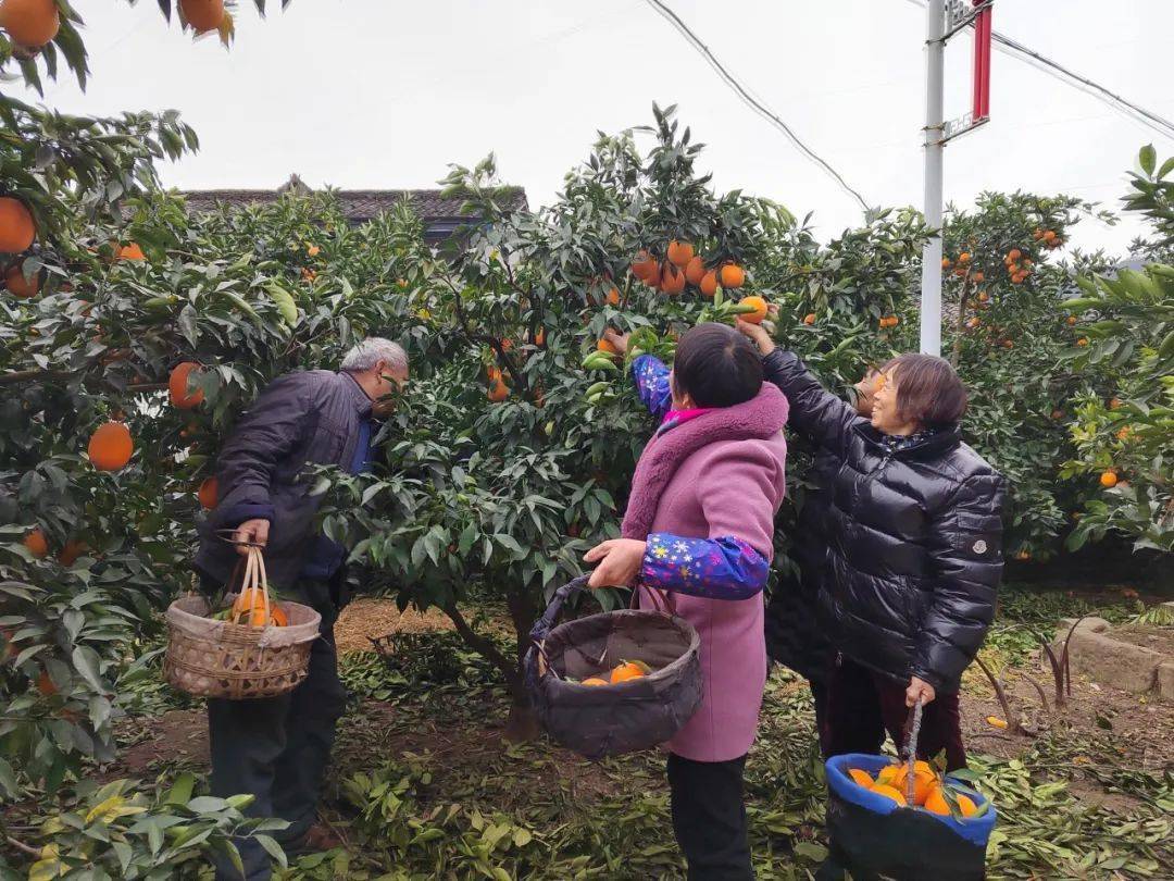 筍子溝村柑橘採摘正當時_金鳳_蒼溪_陵江鎮