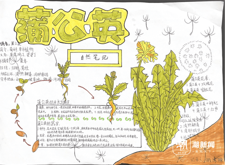 一节多课的时间,一份份精美的自然笔记在同学们手中诞生了.