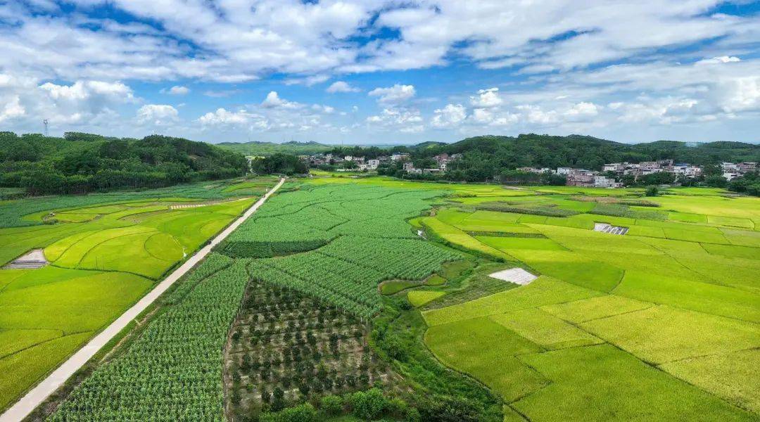 在賓陽縣王靈鎮胡蘿蔔迎豐收,田間地頭採收忙.