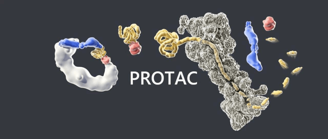 protacs新興公司管線佈局詳覽_arvinas_臨床_患者