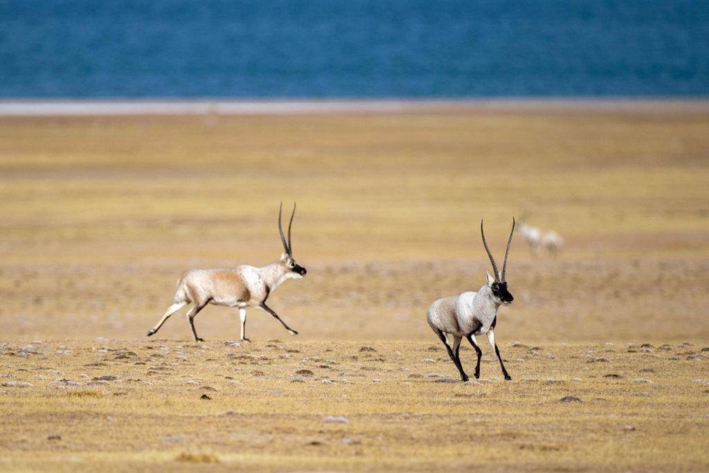 国际足联17日在沙特阿拉伯吉达举行理事会会议,决定首届实行新赛制