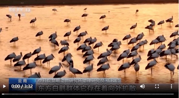“鸟中国宝”东方白鹳首次飞抵云南剑湖湿地越冬_自然保护区_监测_种群