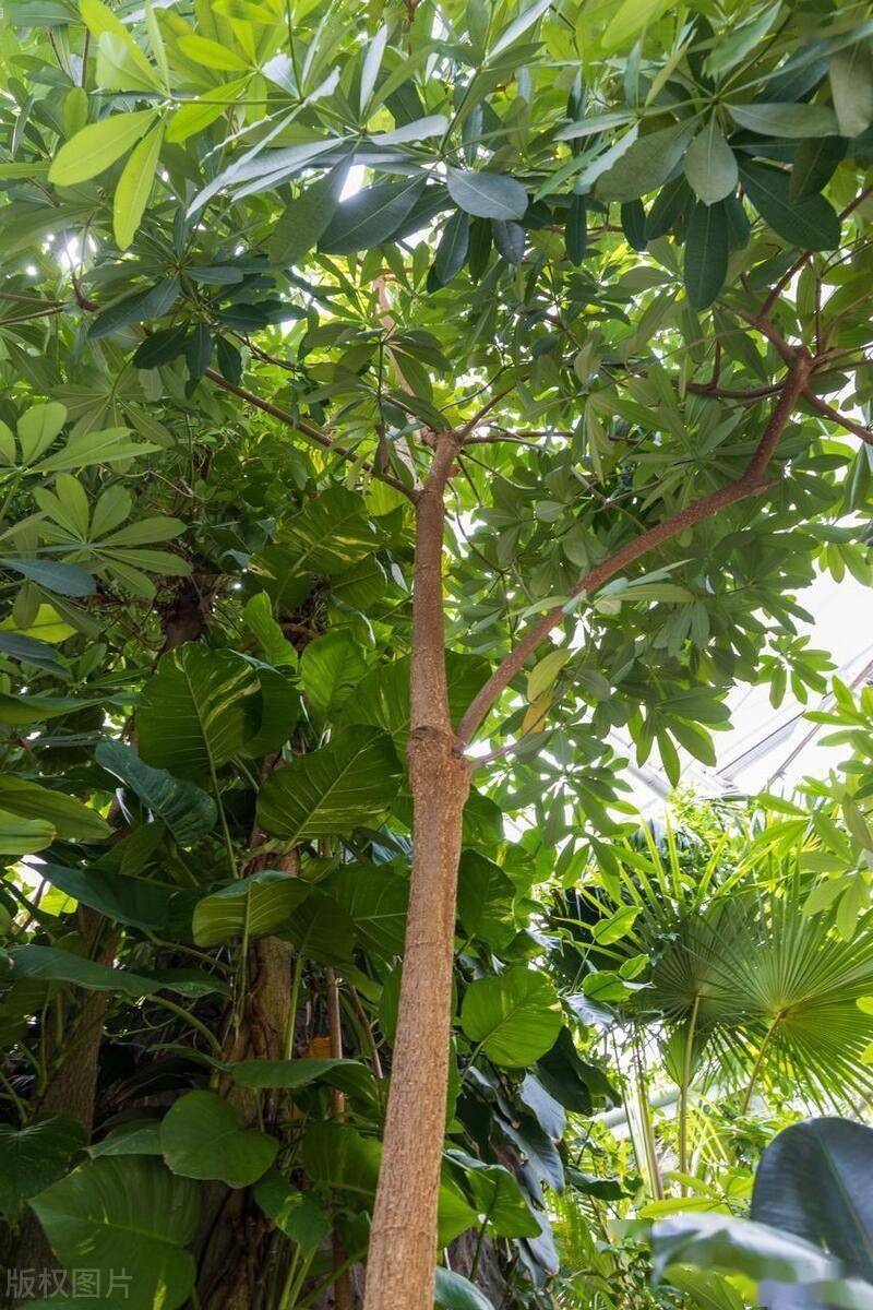 45種行道樹特性和應用_土壤_萌芽_氣候