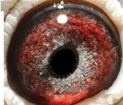 这才是超级种鸽眼!_育种_眼睛_原文