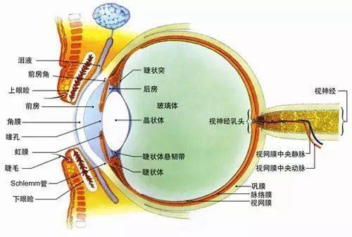 正常人的眼角膜图片图片