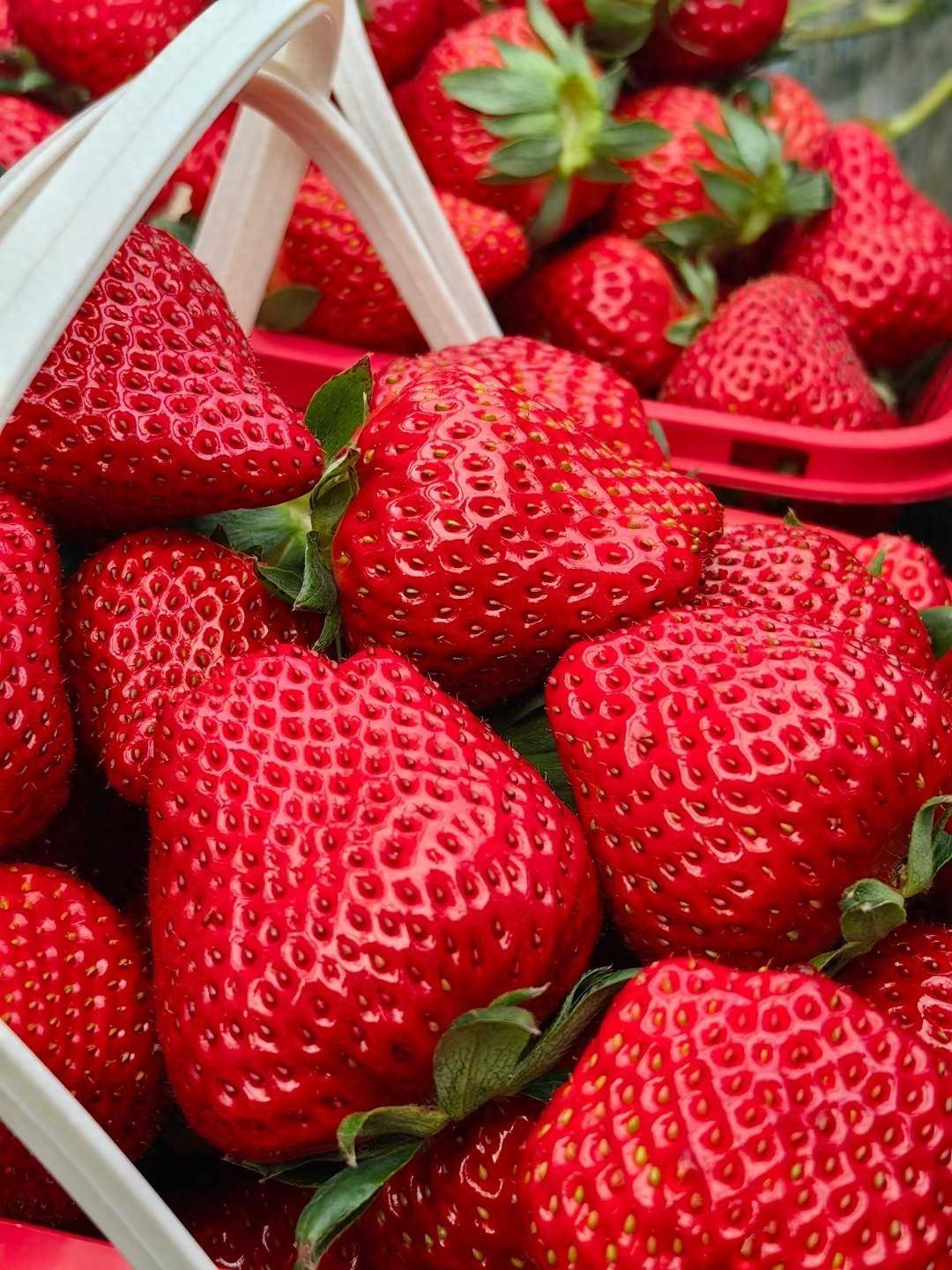 八倍体草莓端粒到端粒基因组发布