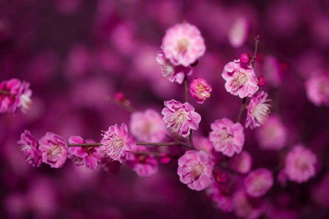 梅花是美人,我的心裡,也住著這麼一位,有如梅花一般的美人.