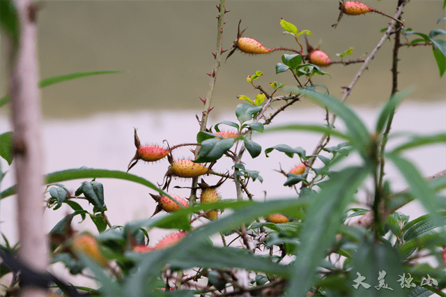 【新时代 新征程 新伟业】独山:千亩金樱子丰收 小山货"蝶变"致富果