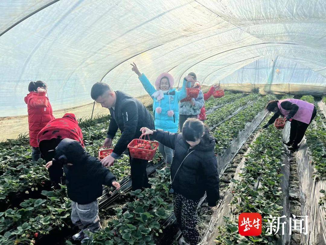 採摘,讀書,送餃子……南京棲霞龍潭街社區開展冬至系列活動_草莓_老人