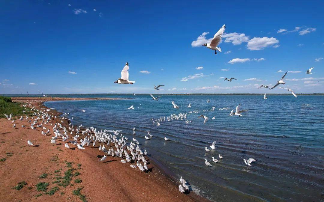 陕西16处陆生野生动物重要栖息地入选_保护_候鸟_湿地