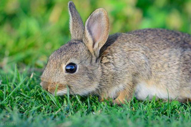 生肖兔:惊为天人 12月运势天花板 财运亨通 福星临身 赢大运_平安