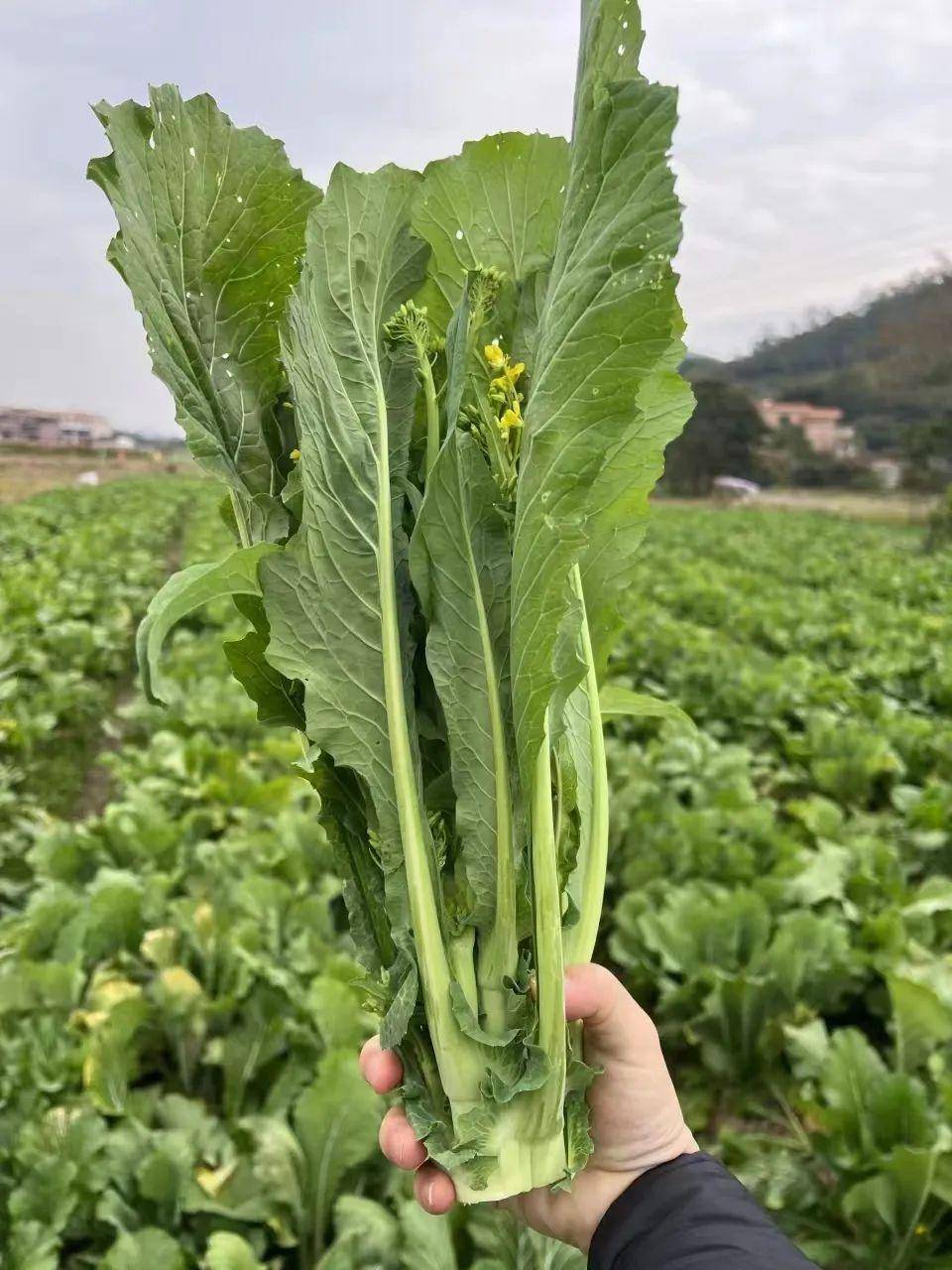 迟菜心和菜心的区别图片