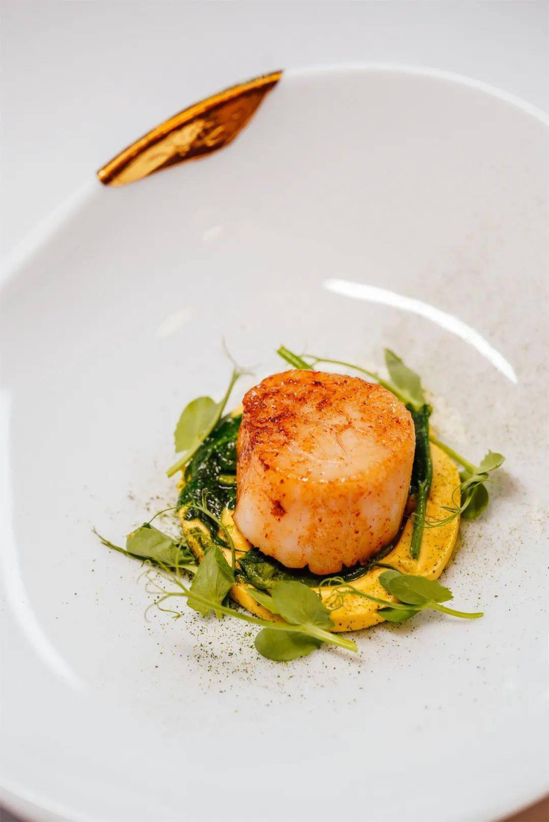 course香煎扇贝四川豌豆苗与木姜子油pan seared scallop pea