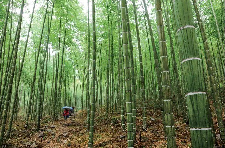 99门票:免费07交通:建阳区黄坑镇坳头村位于武夷山国家公园腹地