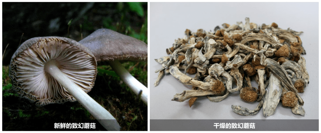 主要成分:蘑菇中天然存在的赛洛西宾和赛洛新