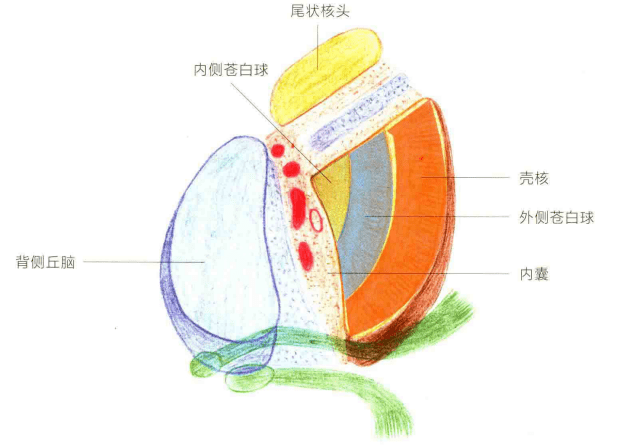 基底神经节的解剖