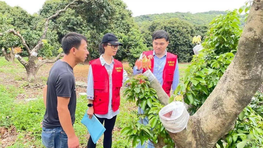 农技轻骑兵99|科技兴"荔,土特产升级大产业_荔枝_种植_广东