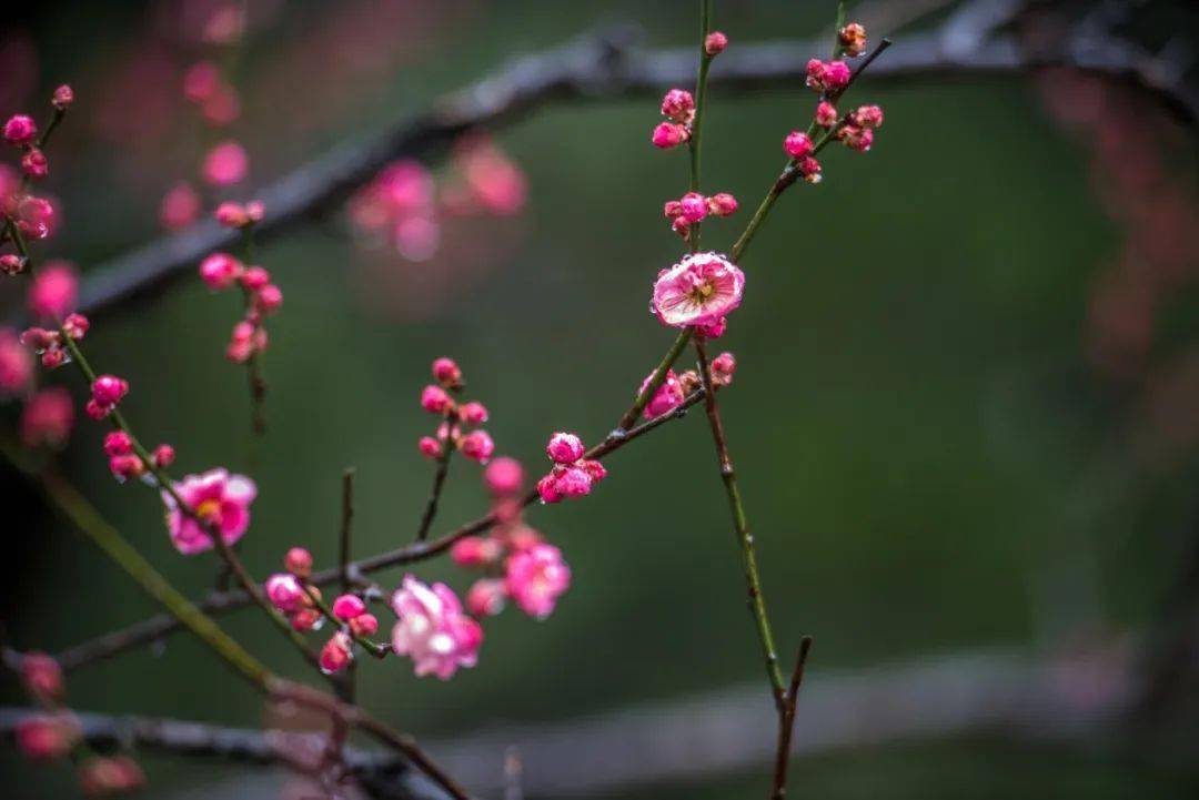 知書達禮丨10首冬梅詩詞,暗香疏影,孤芳一世,唯美了整個冬天_梅花_花