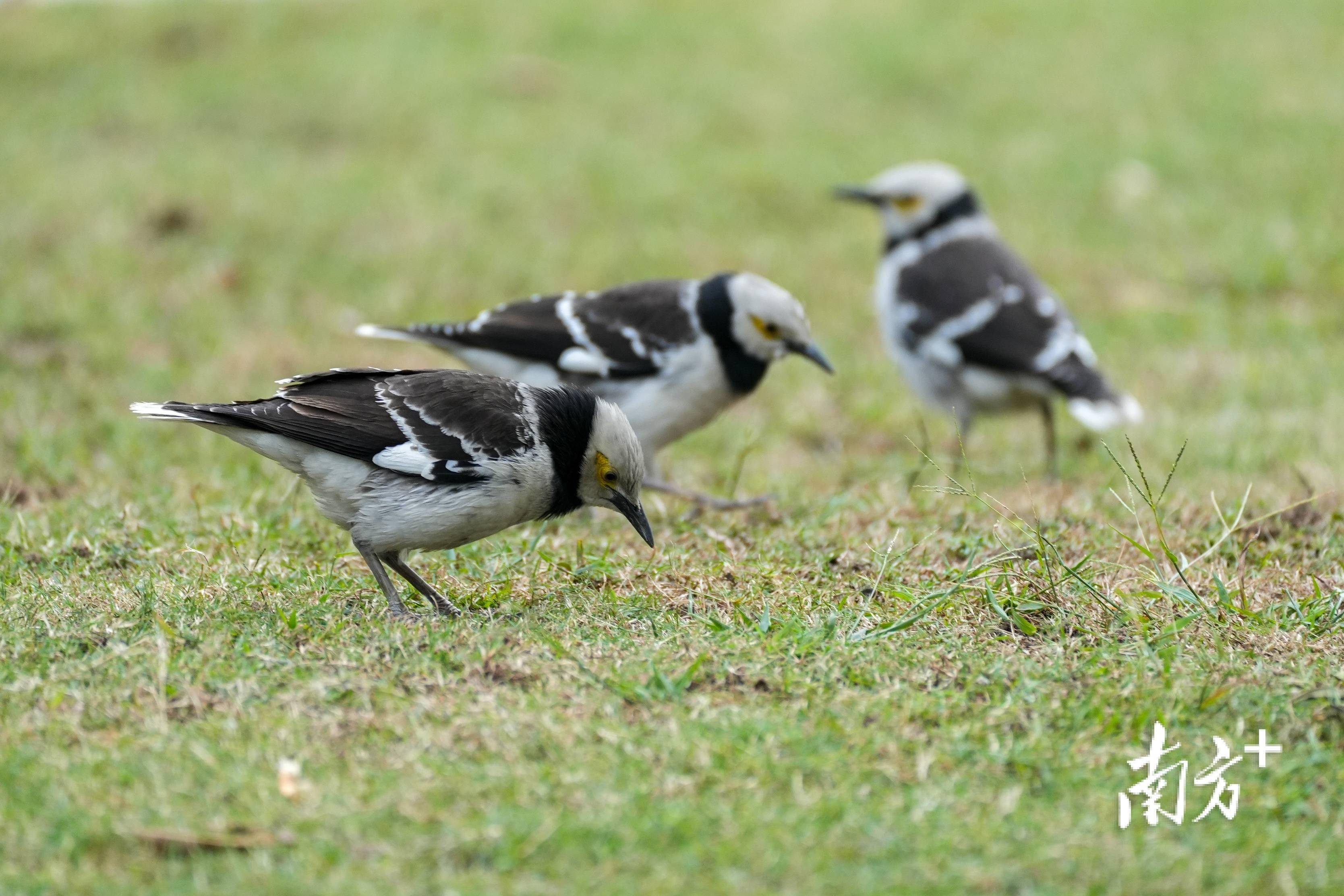 城视|看!珠海这些地方飞鸟漫天