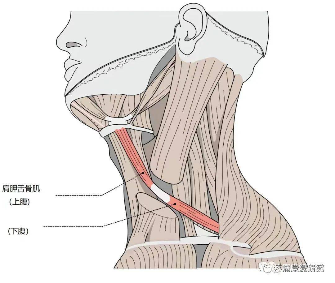 肩胛舌骨肌綜合徵的解剖,病因,症狀和治療_頸部_箭頭_甲狀腺