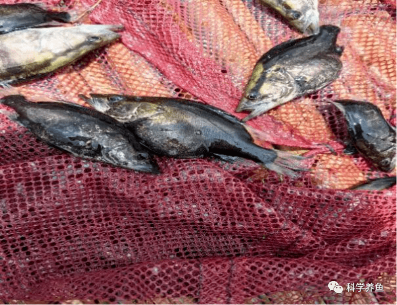 监利市实现饲料鳜养殖零的突破_鳜鱼_陈总_鱼苗