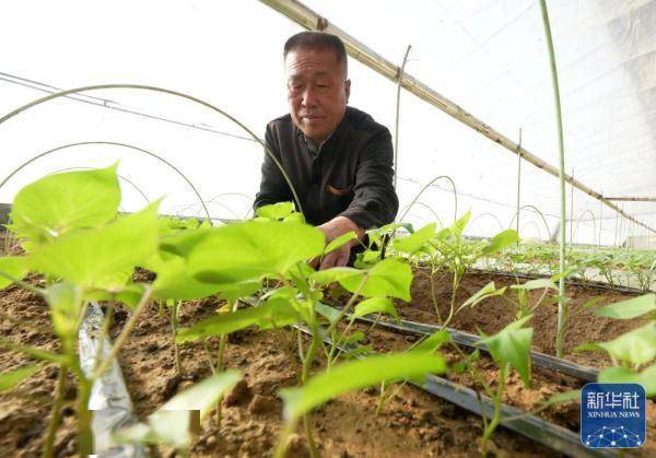 河北盧龍:甘薯苗擴繁忙_繁育_秧苗_工作