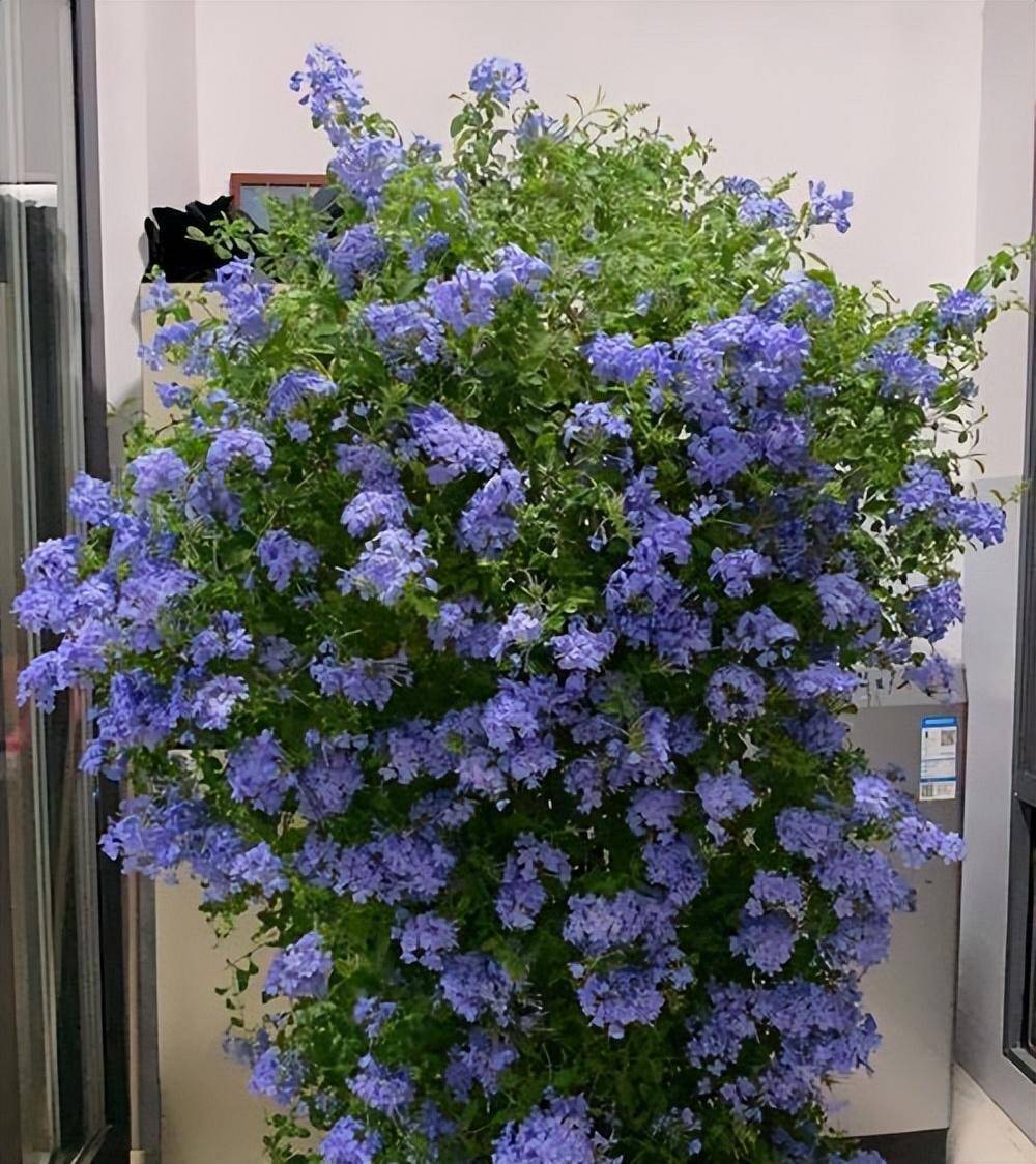 蓝雪花过冬,只做一点,安全过冬,来年开成浪漫的花墙,人见人爱_修剪