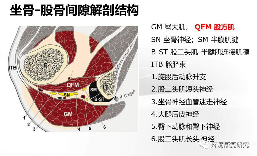 股方肌的神經支配來源於骶叢l4~s1前支,自骨盆坐骨大切跡出骨盆,沿孖