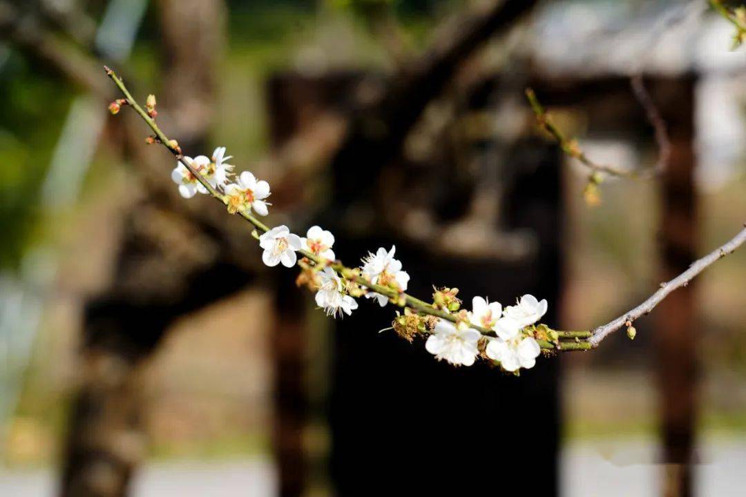 南宁这一片梅花美不胜收_宾阳县_名山_陈平镇