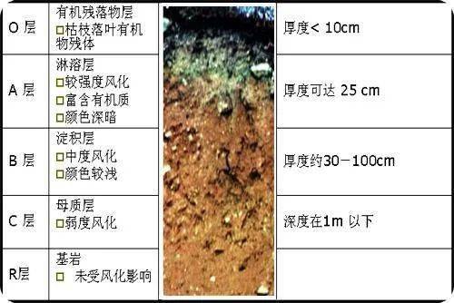 半淋溶土图片