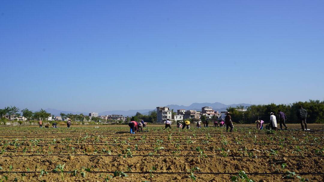 看振兴】冬种不断档,怀集连麦田间地头耕种忙_种植_蔬菜_连麦镇